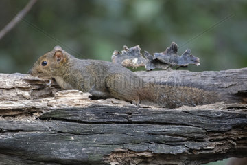 Asian red-cheeked Squirrel (Dremomys rufigenis) on dead wood  Gaoligongshan  Yunnan  China