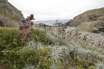 Chagual chico (Puya venusta)  spring inflorescences  Puquen Nature Reserve  Los Molles  La Ligua  V Valparaiso Region  Chile