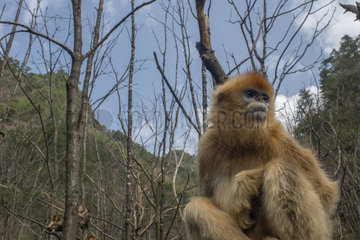 Golden snub-nosed monkey (Pygathrix roxellana)  Shanxii  China