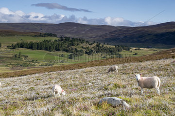 Sheep grazing  Ballater  Scotland  Summer
