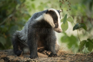 European Badger (Meles meles). A large Badger rests in the late evening light in the Peak District National Park  UK.