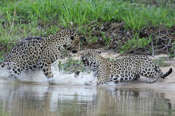 Jaguar (Panthera onca) reaction after mating of female by river  Pantanal  Brazil