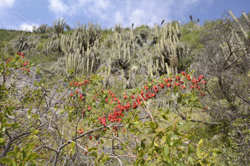Soldadito rojo (Tropaeolum tricolor)  small climbing vine endemic to Chile  in bloom  on the background of cactus Echinopsis chiloensis  Parque nacional La Campana  V Valparaiso Region  Chile