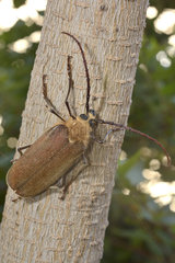 Longhorn beetle (Acanthinodera cumingii) male on a trunk  Viña del Mar  V Region of Valparaiso  Chile