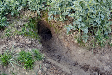Eurasian Badger (Meles meles) burrow digging at the edge of a hedge in a rapeseed field  France