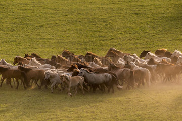 Horses running in a group in the meadow  Bashang Grassland  Zhangjiakou  Hebei Province  Inner Mongolia  China
