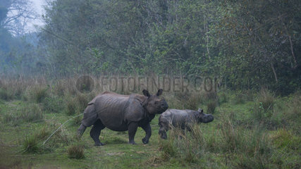 One-horned Asian rhinoceros (Rhinoceros unicornis) and young  Chitwan National Park  Inner Terai lowlands  Nepal  Asia  Unesco World Heritage Site