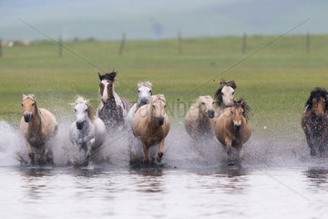 Horses running in a group in the water  Bashang Grassland  Zhangjiakou  Hebei Province  Inner Mongolia  China
