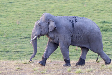 Asian or Asiatic elephant (Elephas maximus)  walking  Jim Corbett National Park  Uttarakhand  India