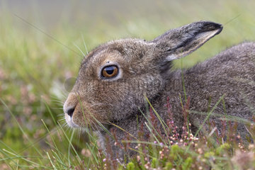 Mountain hare (Lepus timidus) head details  Scotland