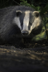 A young Badger (Meles meles) emerges from the sett in the Peak District National Park  UK.