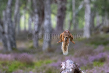 Red squirrel (Sciurus vulgaris) jumping in the caledonian forest
