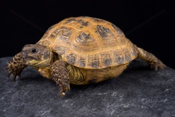 The Kazachstan tortoise (Agrionemys horsfieldii kazachstanica) is a medium sized tortoise species.