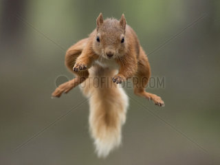 Red Squirrel (Sciurus vulgaris). A Red Squirrel bounds across a gap in the Cairngorms National Park  UK.