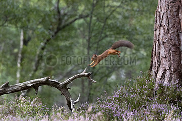 Red squirrel (Sciurus vulgaris) jumpimg from a pine tree  Scotland