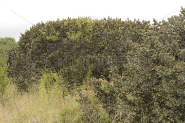 Lucumo (Pouteria splendens)  fruit  Puquen Nature Reserve  Los Molles  La Ligua  V Region of Valparaiso  Chile