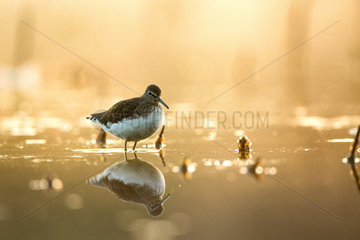 Green Sandpiper (Tringa ochropus) at sunrise with its reflection  Alsace  France