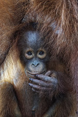 Portrait of young Orang utan (Pongo pygmaeus)  Tanjung Puting  Kalimantan  Indonesia