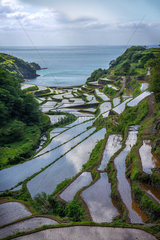 Hamamoura 's rice field  Japan