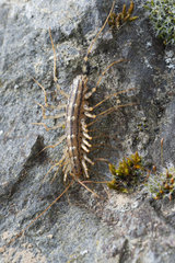 House centipede (Scutigera coleoptrata) on rock  Lorraine  France