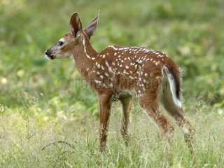 White-tailed deer fawn stretching on waking on grass