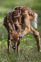 White-tailed deer fawn scratching his head with his paw