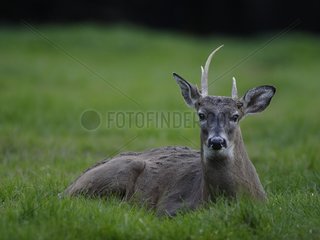 Male White-tailed deer lying in the grass