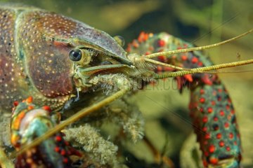 Red Swamp Crayfish in a pond - Prairie Fouzon France