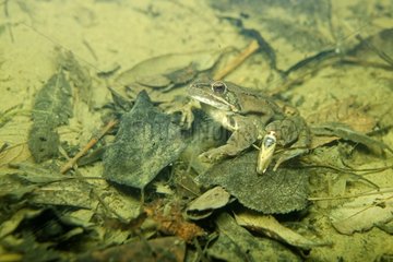 Grass frog in a pond - Prairie Fouzon France