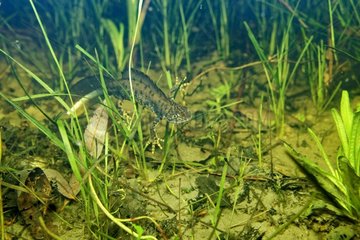 Crested Newt male in a pond - Fouzon Prairie France