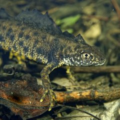 Crested Newt male in a pond - Fouzon Prairie France