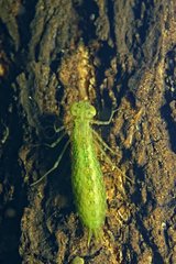 Dragonfly larva in a pond - Fouzon Prairie France