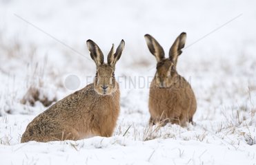 Brown Hares sitting in the snow in winter - GB