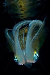 Longfin reefsquid at night - Fiji Islands