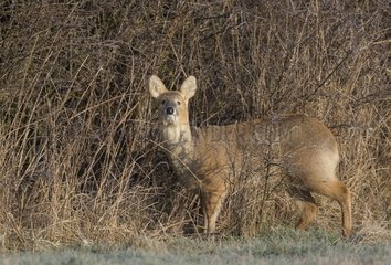 Chinese Water Deer standing close to a hedge in winter - GB