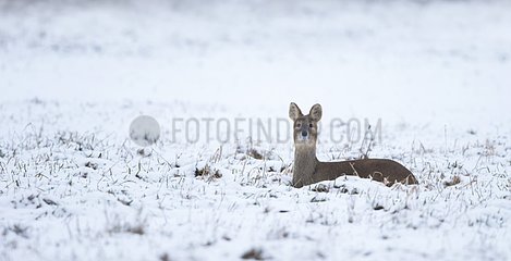 Chinese Water Deer laying in the snow in winter - GB