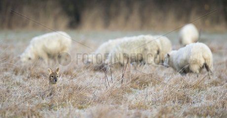 Chinese Water Deer with sheep in winter - GB