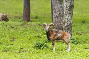 European mouflon - Spain