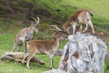 Spanish Ibex playing on a rock - Spain