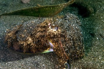 Needle Cuttlefish on sand - Bali sea Indonesia