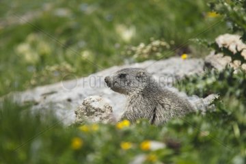 Alpine Marmot in the pastures - Val d'Isère France Alps