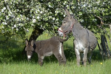 She-ass and her ass's foal - France