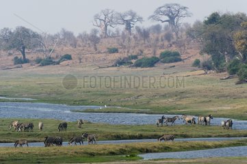 Burchell's Zebras on the bank - Chobe Botswana