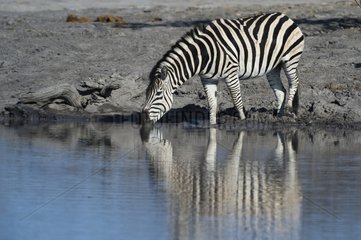 Burchell's Zebra drinking on bank - Khwai Botswana