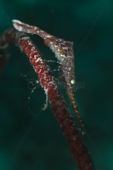 Sawblade shrimp - Fiji Islands