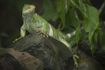 Fiji banded iguana on a rock - Fiji Islands
