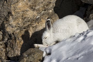 Mountain hare in the winter livery - Swiss Alps