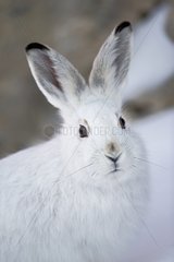 Portrait of Mountain Hare winter liveried - Swiss Alps