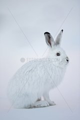 Mountain Hare in the snow in winter livery - Switzerland
