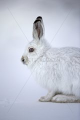Mountain Hare in the snow in winter livery - Switzerland